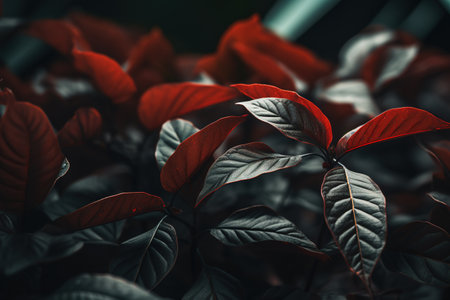 Red leaves of a plant in a pot. Natural background. Toned.の素材