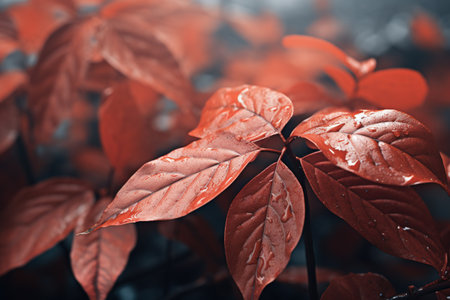 Beautiful red leaves in the garden. Nature background. Toned.の素材