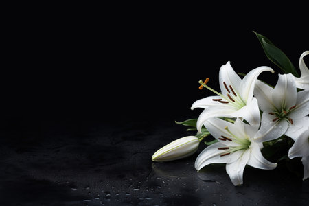 Beautiful white lily flowers on black background with water drops.の素材