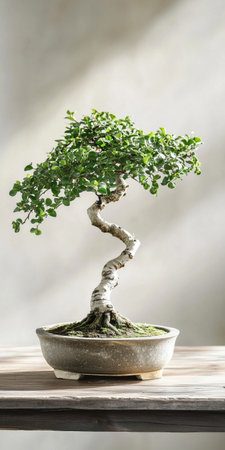 Beautifully pruned bonsai tree in ceramic pot displayed on a wooden table creating a serene and tranquil indoor settingの素材