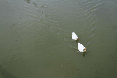 duck swimmingの写真素材