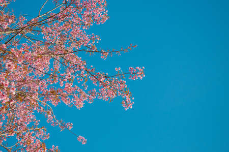 pink flower looks like sakura in bluesky backgroundの写真素材