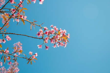 pink flower looks like sakura in bluesky background