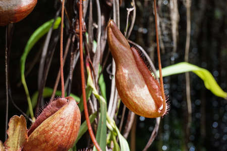 Tropical pitcher plants near waterfallの写真素材