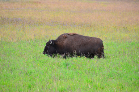 Bison in valley at yellowstone national parkの写真素材