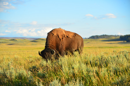 Bison in valley at yellowstone national parkの写真素材