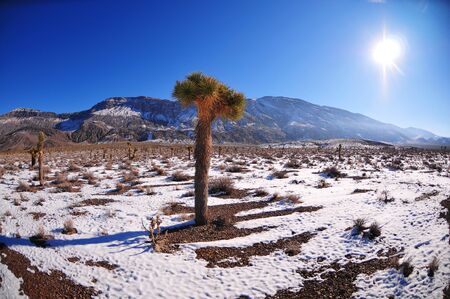 Joshua tree in snowの写真素材
