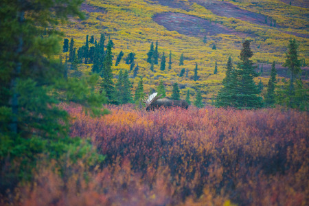 moose in Denali National Park , Fallの写真素材
