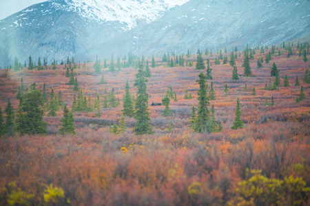 moose in Denali National Parkの写真素材
