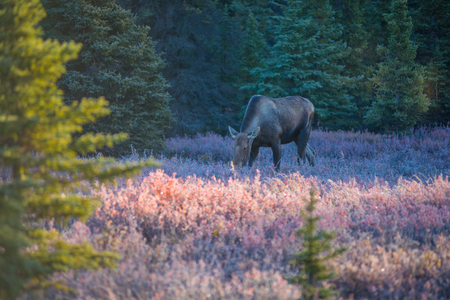 moose in Denali National Parkの写真素材