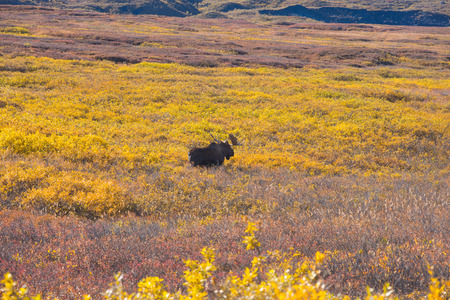 moose at denali national parkの写真素材