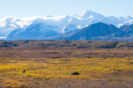 moose at denali national park with mountain backgroundの写真素材