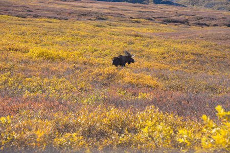 moose at denali national parkの写真素材