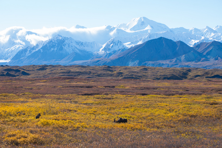moose at denali national park with mountain backgroundの写真素材