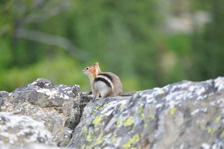 golden-mantled ground squirrel is a type of ground squirrel found in mountainous areas  North Americaの写真素材