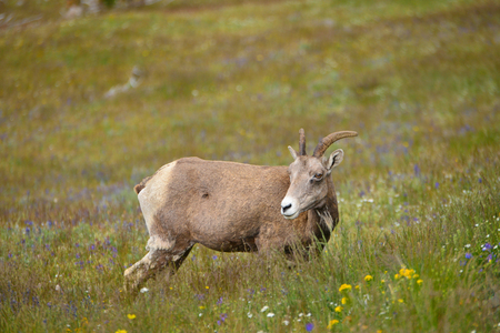 Young Big horn sheep  in Mount Washburn hiking trail, Yellowstone National Park WYの写真素材