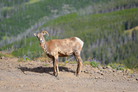 Big horn sheep has only one horn in Mount Washburn hiking trail, Yellowstone National Park WYの写真素材