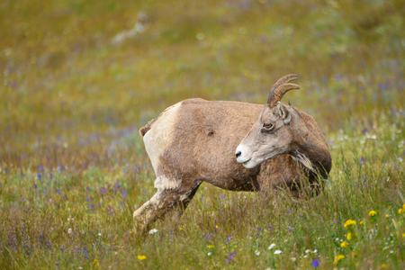 Young Big horn sheep  in Mount Washburn hiking trail, Yellowstone National Park WYの写真素材