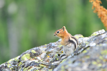 golden-mantled ground squirrel is a type of ground squirrel found in mountainous areas  North Americaの写真素材