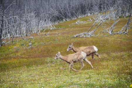 Young Big horn sheep  in Mount Washburn hiking trail, Yellowstone National Park WYの写真素材