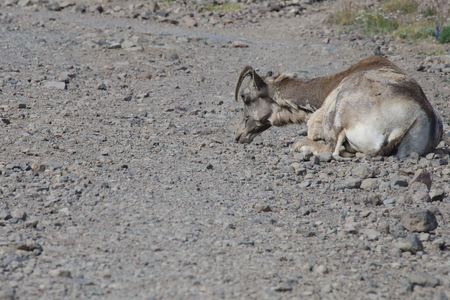 Big horn sheep sit in trailの写真素材