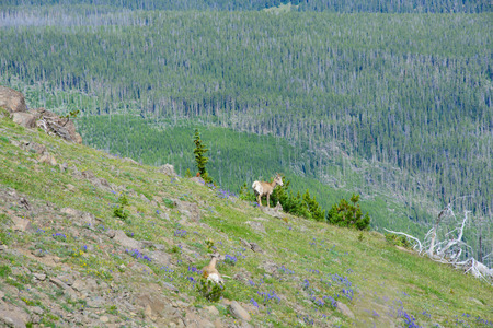 Big horn sheep ewe and juvenileの写真素材