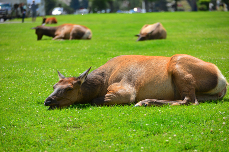 An elk lying in the green grassの写真素材