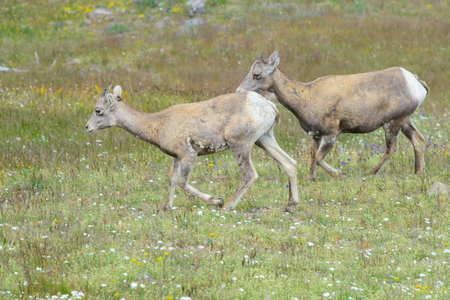 Big horn sheep eating grassの写真素材