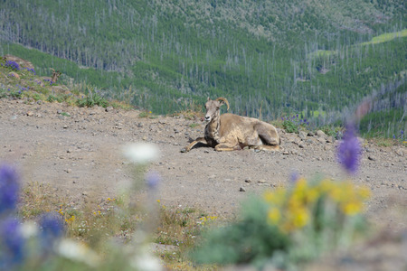 Big horn sheepの写真素材