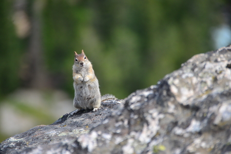 golden-mantled ground squirrel is a type of squirrel found in mountainous areas North Americaの写真素材
