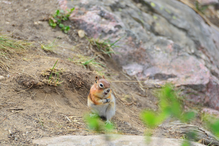 golden-mantled ground squirrel is a type of squirrel found in mountainous areas North Americaの写真素材