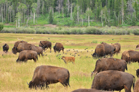 bison calf in field at grand teton national parkの写真素材