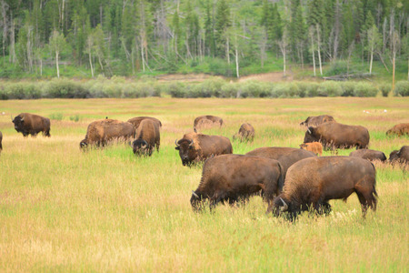 bison calf in field at grand teton national parkの写真素材
