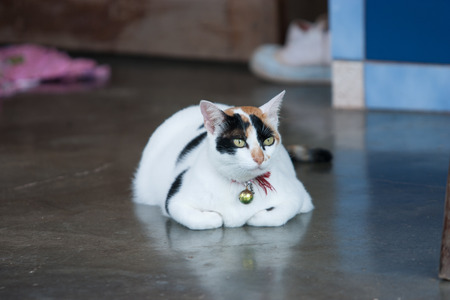 White cat sitting on the floorの写真素材