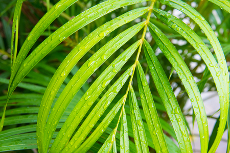 palm leaf with water dropsの写真素材