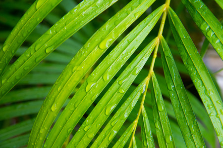palm leaf with water drops