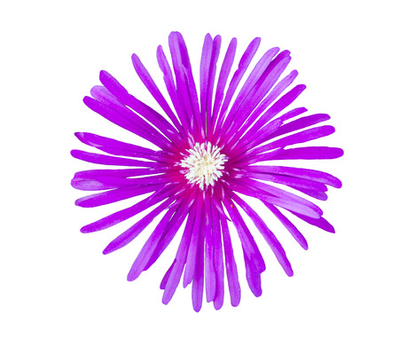 Beautiful Closeup purple Aster flowers isolated on white backgroundの写真素材