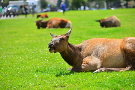 An elk lying in the green grassの写真素材