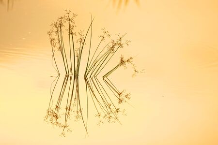 background, silhouette grass in golden water colorの写真素材