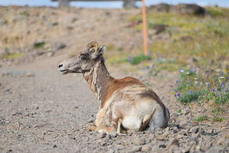Big horn sheep has only one horn in Mount Washburn hiking trail, Yellowstone National Park WYの写真素材
