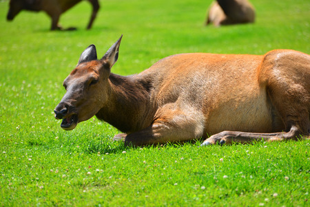 An elk lying in the green grassの写真素材