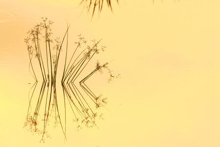 background, silhouette grass in golden water colorの写真素材