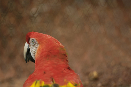 Red Parrot in cageの写真素材