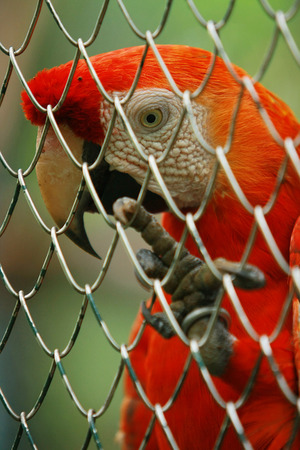 Red Parrot in cageの写真素材