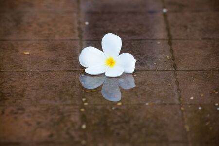Plumeria  flowers on the wet floor with reflectionの写真素材