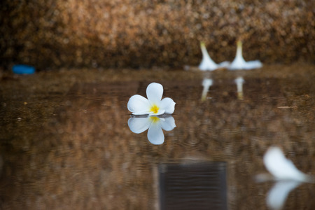 Plumeria  flowers on the wet floor with reflectionの写真素材