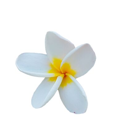 Isolated Plumeria  flowers on White Backgroundの写真素材