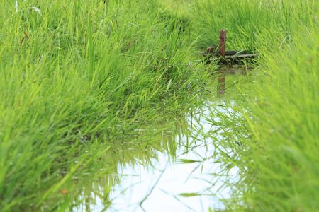 Grass and little stream in afternoon lightの写真素材