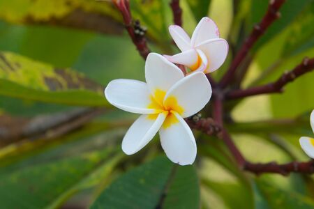 Plumeria Vintage Tone on the  tree, frangipani tropical flowersの写真素材