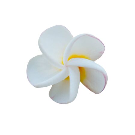 Isolated Plumeria  flowers on White Backgroundの写真素材